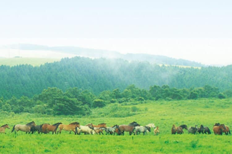 Galloping Gourmet: 6 Must-Visit Horse Meat Restaurants in Kumamoto ...